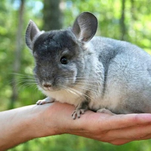 зображення Дива Фауни